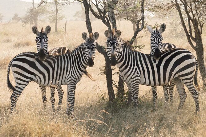 12 days Luxury Tanzania Honeymoon Safari and Zanzibar - Day 4: Across Ngorongoro country to the Serengeti