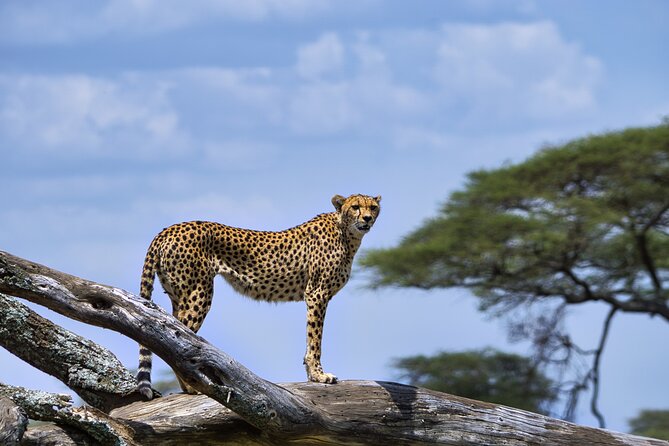 12 days Luxury Tanzania Honeymoon Safari and Zanzibar - Day 6: Ngorongoro Crater’s concentrated wildlife
