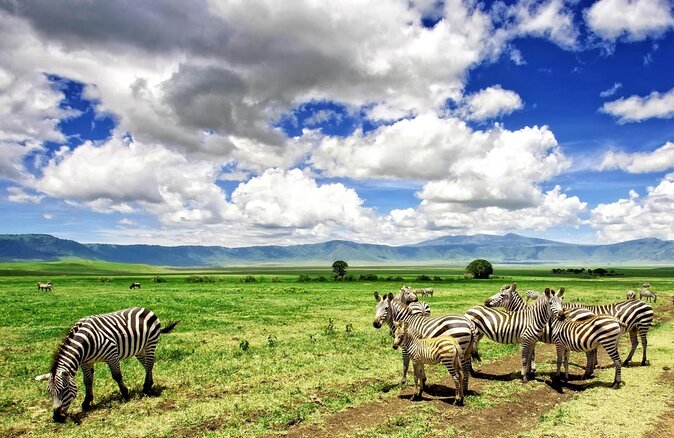 4 days Authentic honeymoon safari Serengeti and ngongoro crater - Key points at a glance