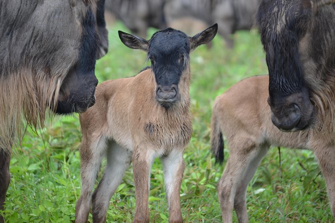 4 days Authentic honeymoon safari Serengeti and ngongoro crater - Day four: wildlife inside Ngorongoro Crater
