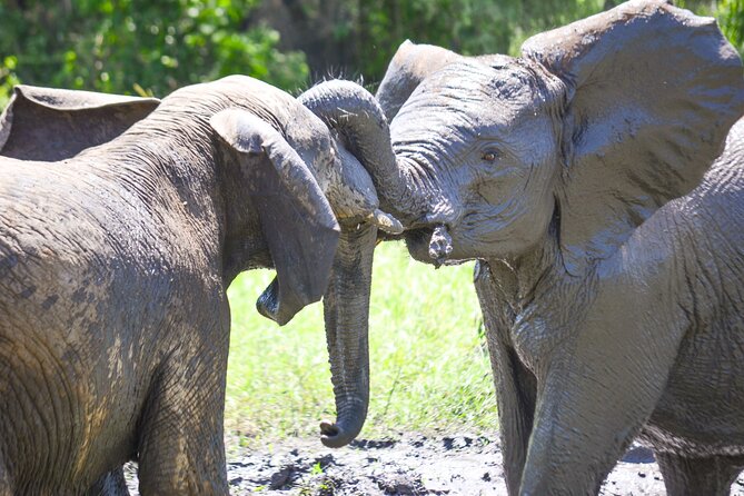 4 days Authentic honeymoon safari Serengeti and ngongoro crater - Private transport and honeymoon comfort