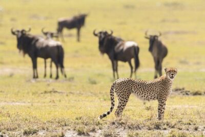 6-Day Honeymoon Safari Tour Package in Tanzania