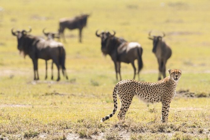 6-Day Honeymoon Safari Tour Package in Tanzania - Day 1: A gentle arrival in Arusha
