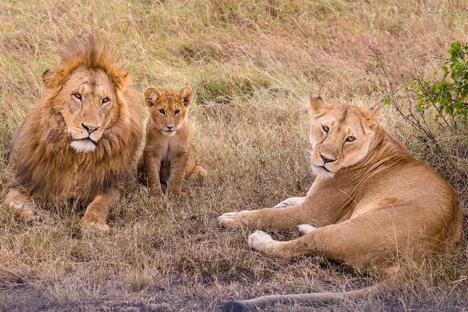 9-Day Ultimate Tanzania Honeymoon Safari Luxury Package - What $17,825 buys you in Tanzania
