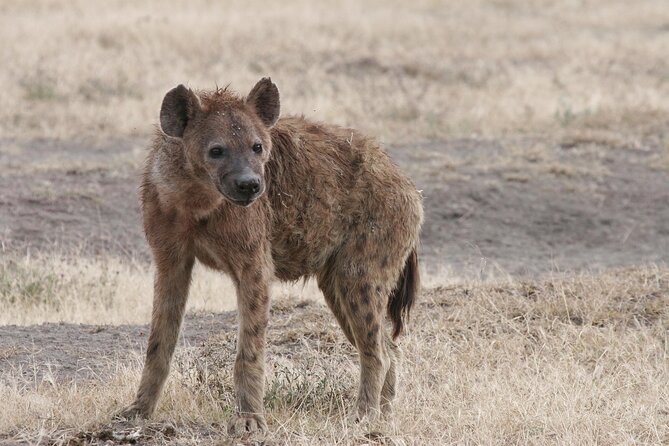 9-Day Ultimate Tanzania Honeymoon Safari Luxury Package - Days 2 and 3: Lake Manyara by vehicle, foot, and night