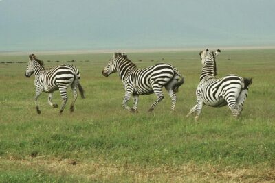 9-Day Ultimate Tanzania Honeymoon Safari Luxury Package