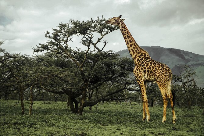 9-Day Ultimate Tanzania Honeymoon Safari Luxury Package - Day 5: The Ngorongoro Crater game drive