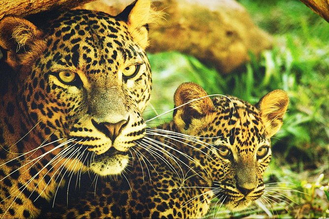 All in one Sri lanka 7nights 8 days for couple price - Colombo is a useful beginning or finish