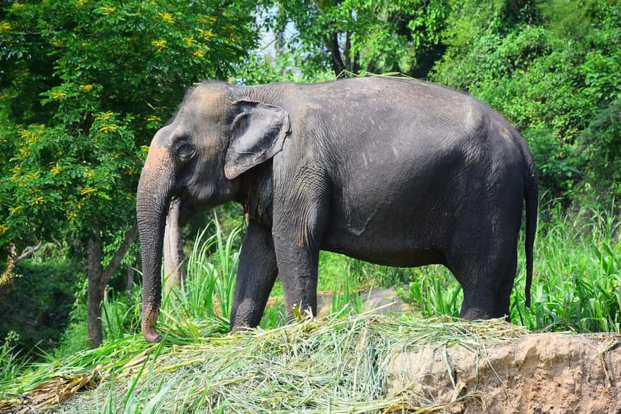 Chiang Mai: Private Elephant Care Experience for Couples - Is the $385 price fair?
