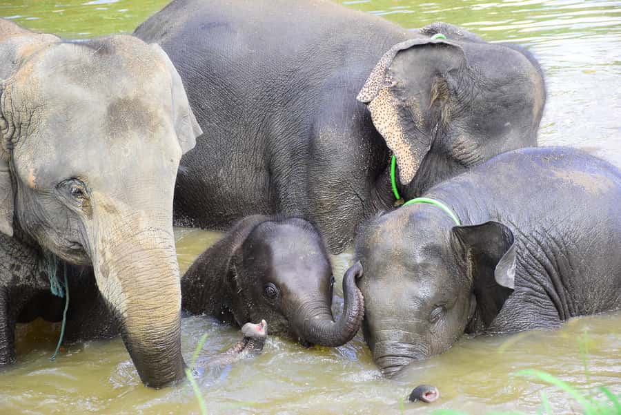 Chiang Mai: Private Elephant Care Experience for Couples - Mud bathing and the practical side of getting dirty