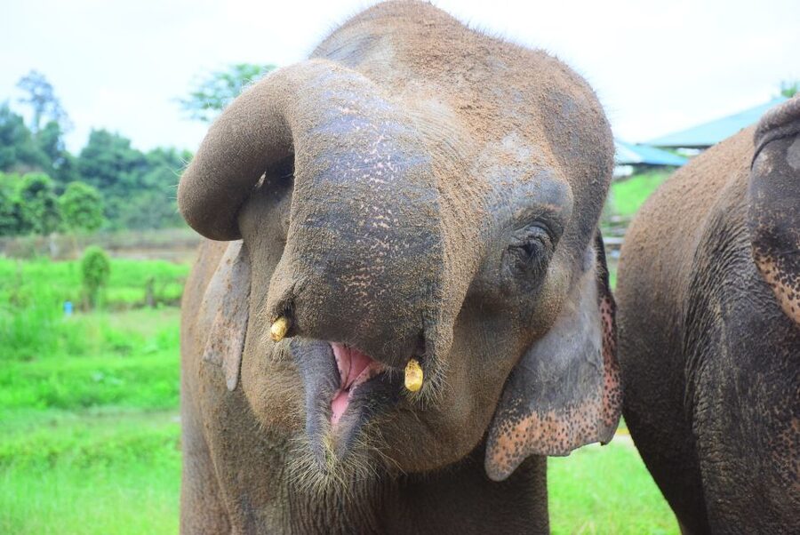 Chiang Mai: Private Elephant Care Experience for Couples - A photographer who stays out of the way