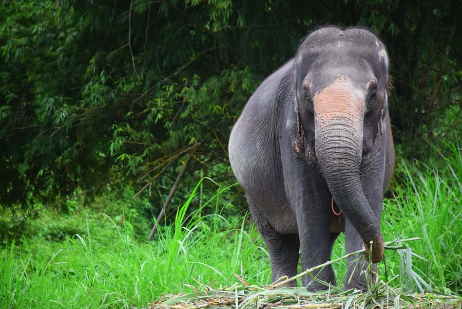 Chiang Mai: Private Elephant Care Experience for Couples - What the day feels like for couples