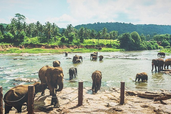 Kandy city tour for couple price - Royal Botanical Gardens: one hour among trees and flowers