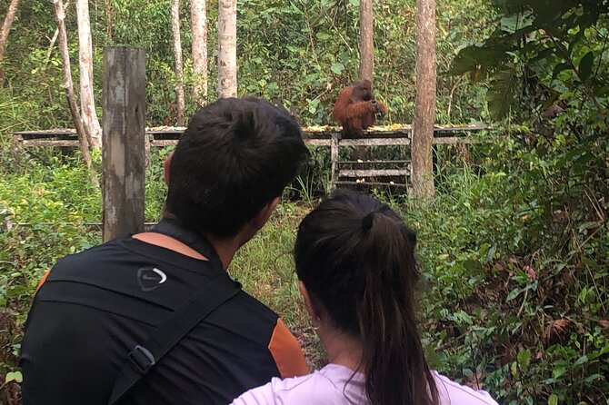 Orangutan Tanjung Puting Honeymoon CoupleTour - Pondok Tanggui and the First Orangutan Encounters