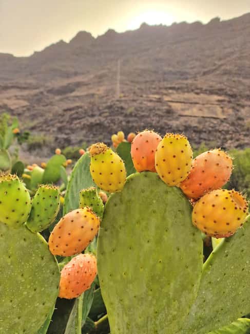 Premium romantic experience for couple in Mogan Gran Canaria - Who should book this romantic Mogán experience?