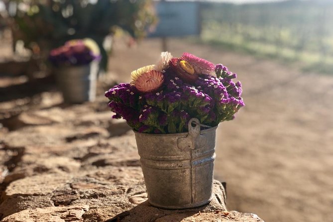 Valle de Guadalupe Couples Wine Tour - Why this private Valle de Guadalupe outing works well for couples